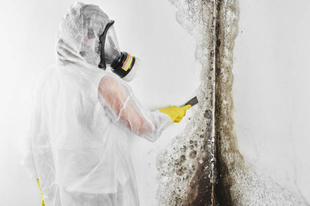 Best Mold Testing and Removal  in South Alamo, TX