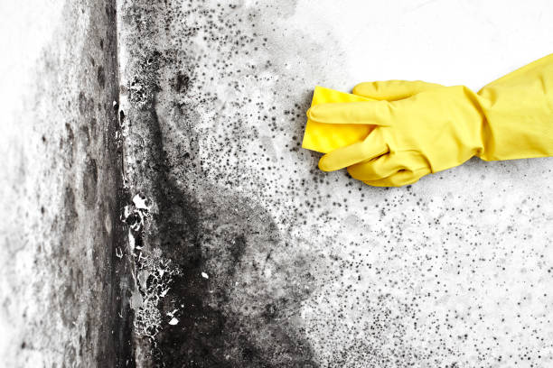 Certified Mold Removal in South Alamo, TX