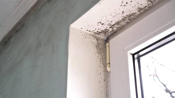 Best Attic Mold Removal  in South Alamo, TX