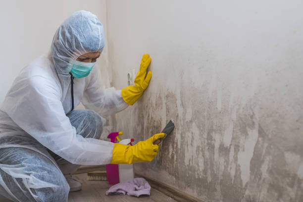 Trusted South Alamo, TX Mold Removal Experts