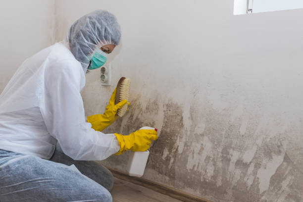 Best Mold Cleaning Services  in South Alamo, TX