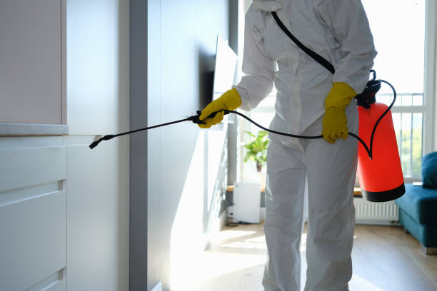 Best Home Mold Removal  in South Alamo, TX