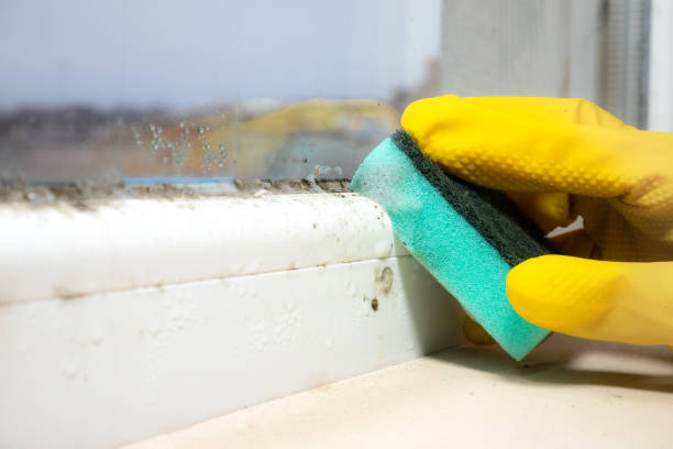 Best Mold Removal Specialists  in South Alamo, TX