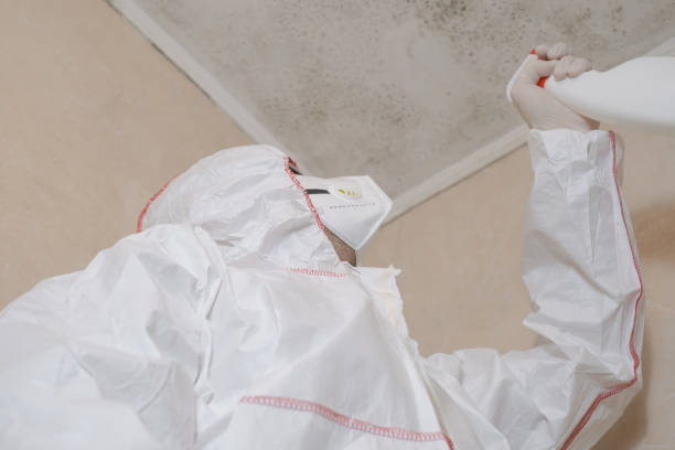 Professional Mold Removal in South Alamo, TX