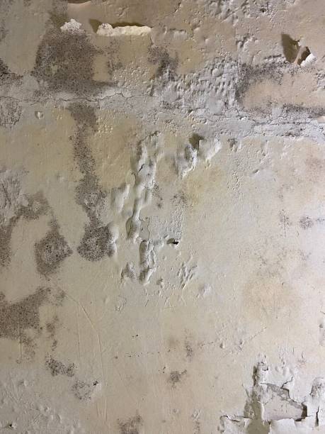 Best Black Mold Removal  in South Alamo, TX