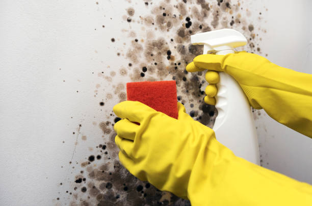 Best Same-Day Mold Removal  in South Alamo, TX