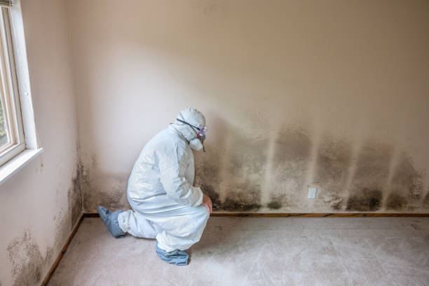 Best Emergency Mold Removal  in South Alamo, TX