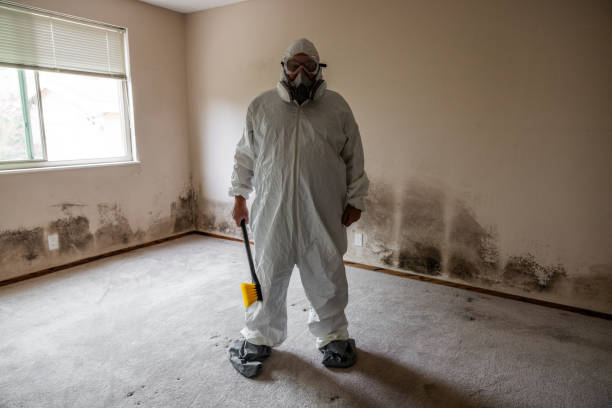 Best Certified Mold Removal  in South Alamo, TX