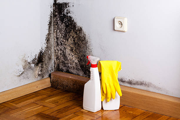 Best Mold Removal Company Near Me  in South Alamo, TX