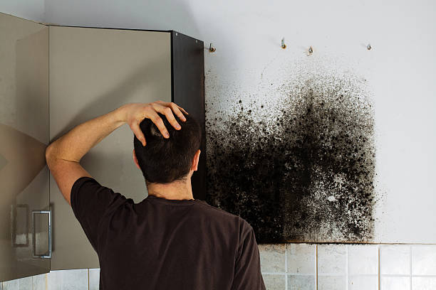 Best Certified Mold Removal  in South Alamo, TX