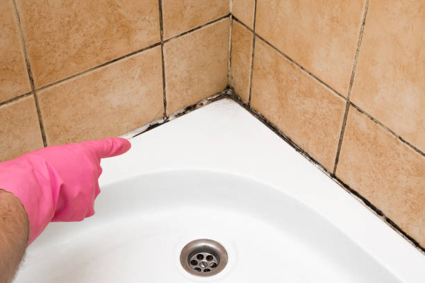 Best Residential Mold Removal  in South Alamo, TX